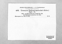 Uromyces hedysari-paniculati image